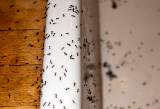 Best Pest Control Treatment  in Monticello, UT